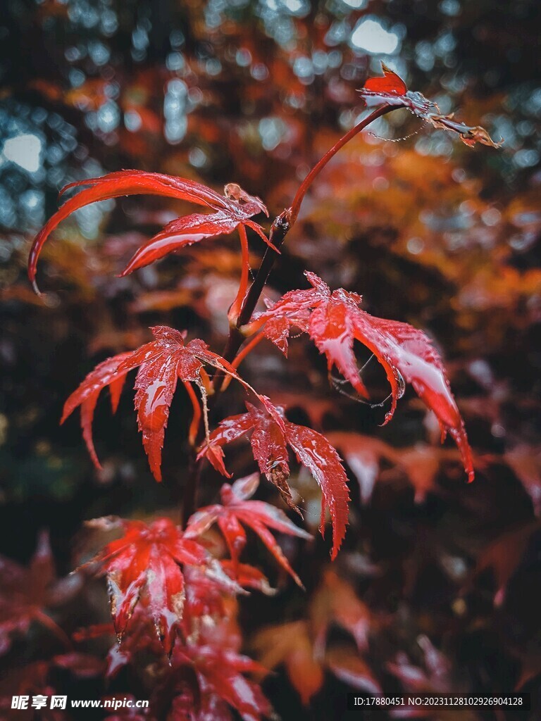 叶子