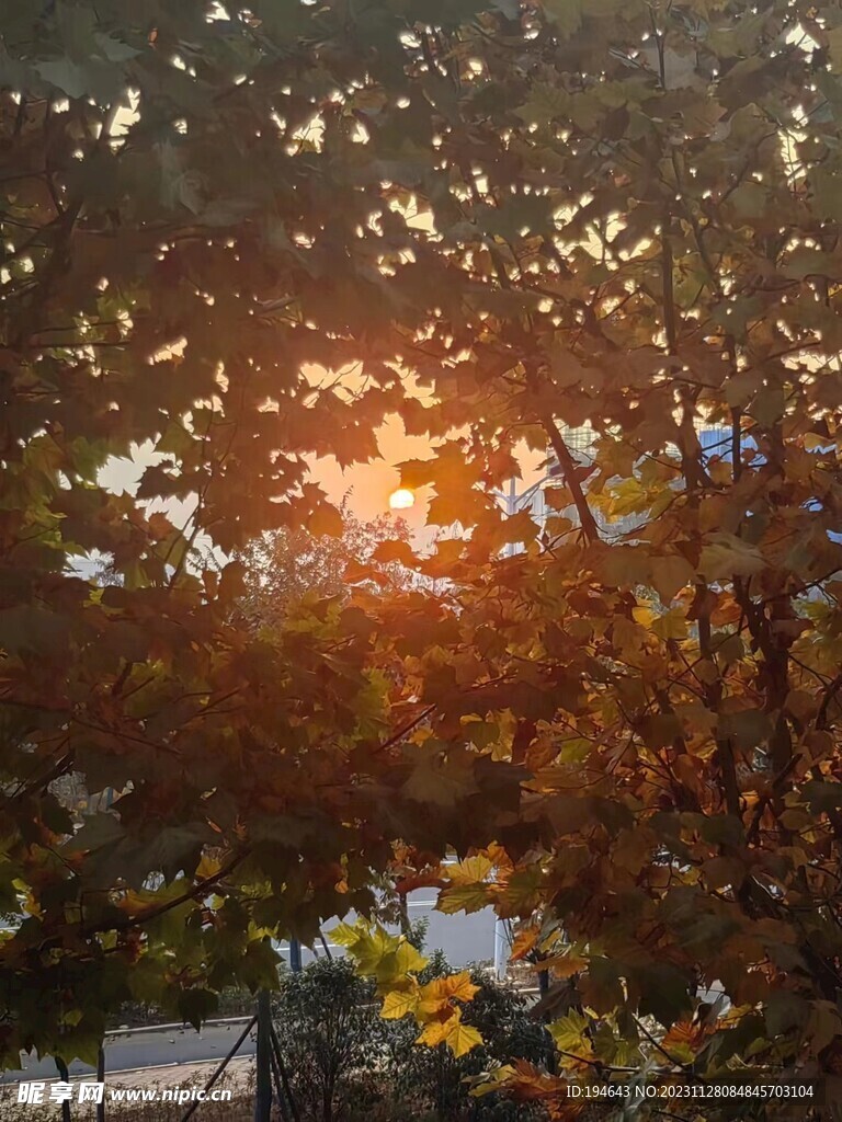 枫叶