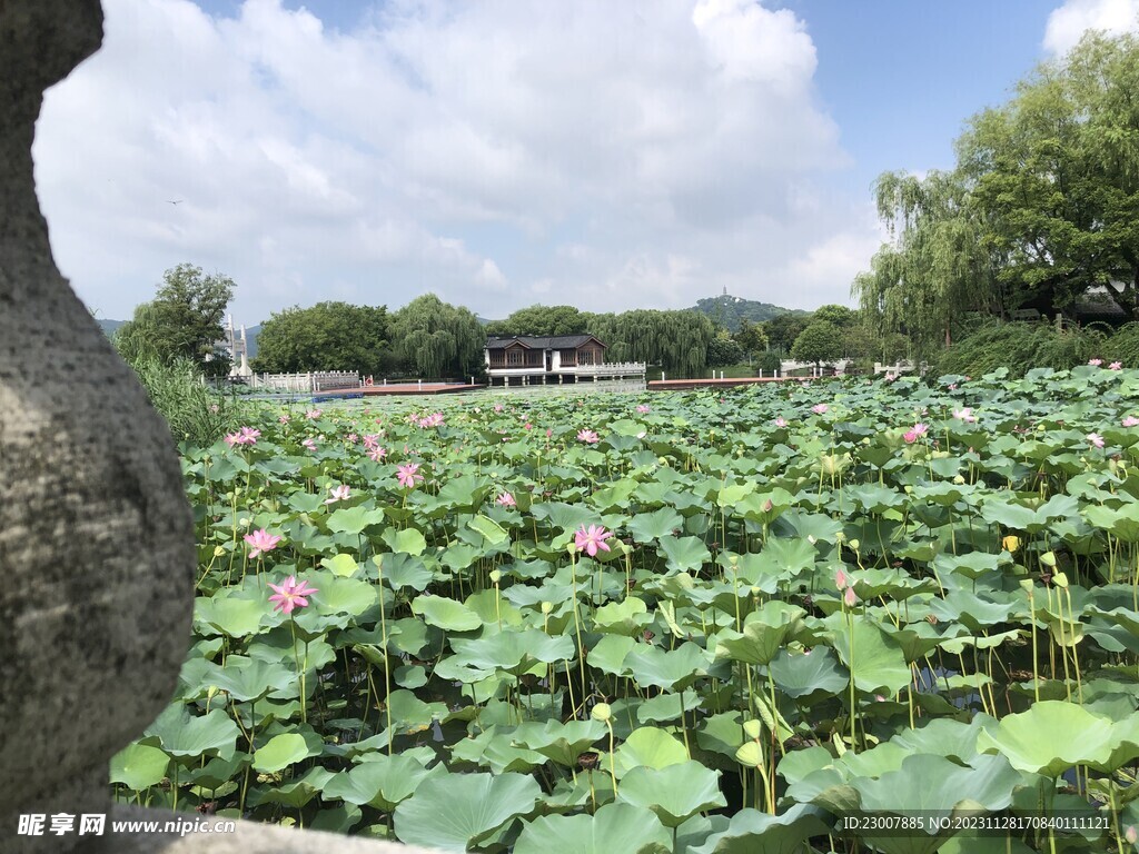 荷花图片