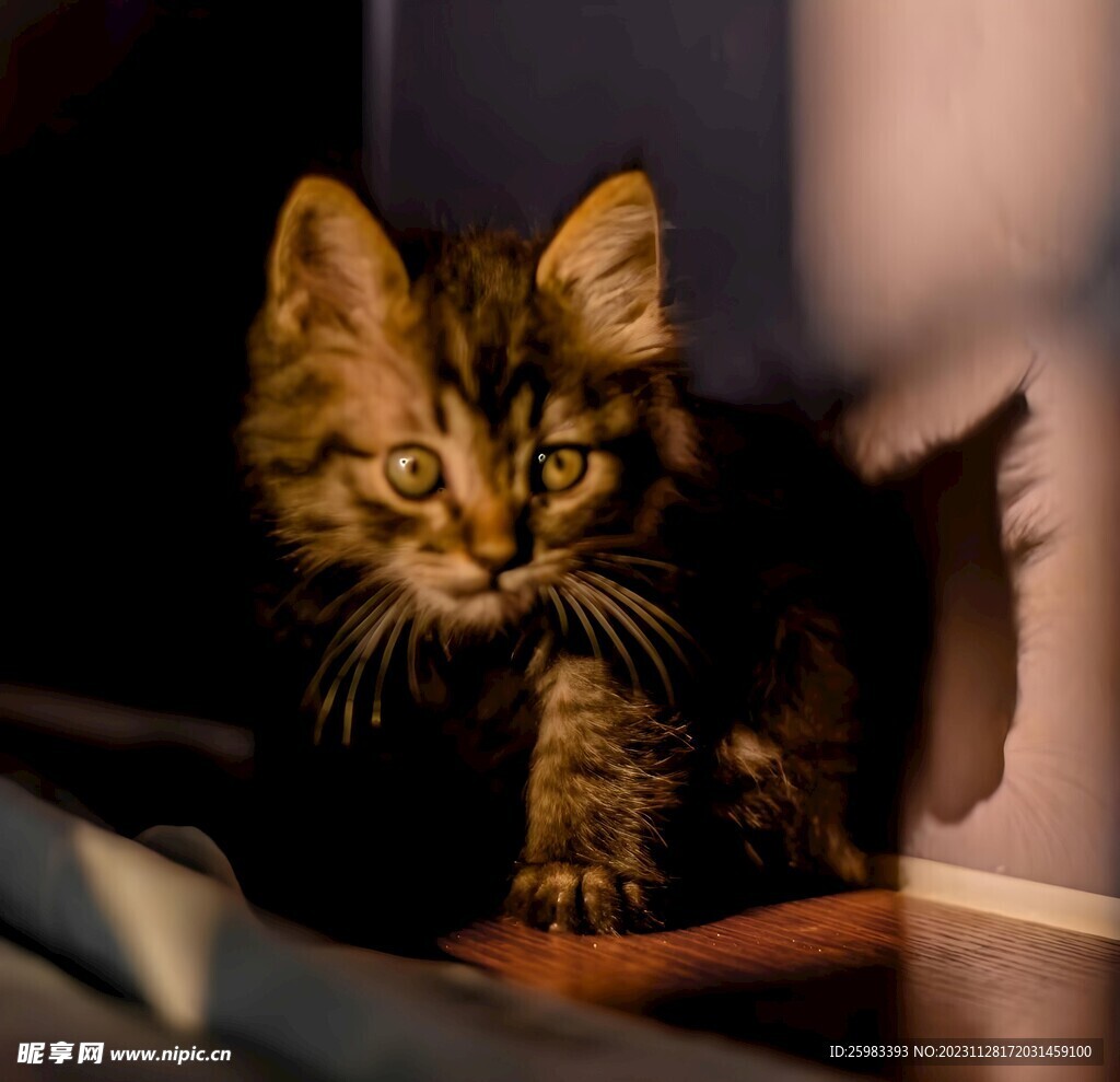猫