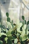 仙人掌绿植