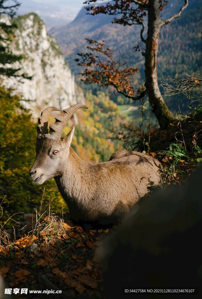 山羊