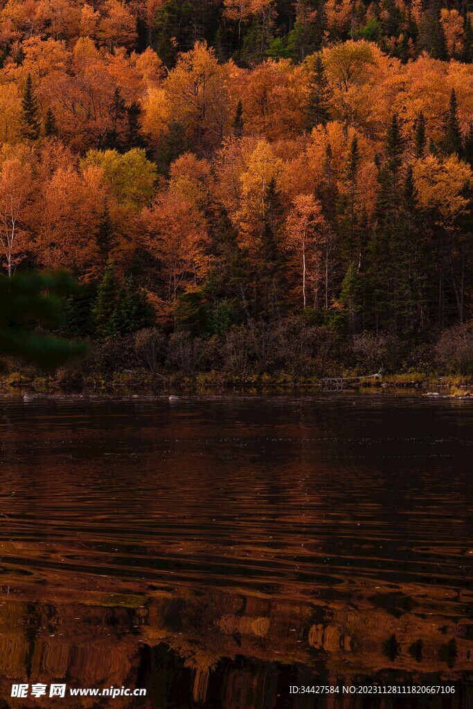 秋林湖景