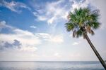 椰子树海景