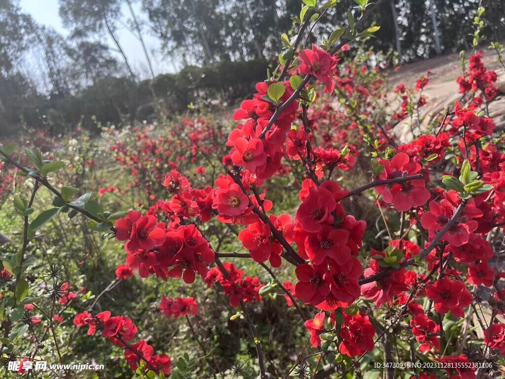 红色桃花