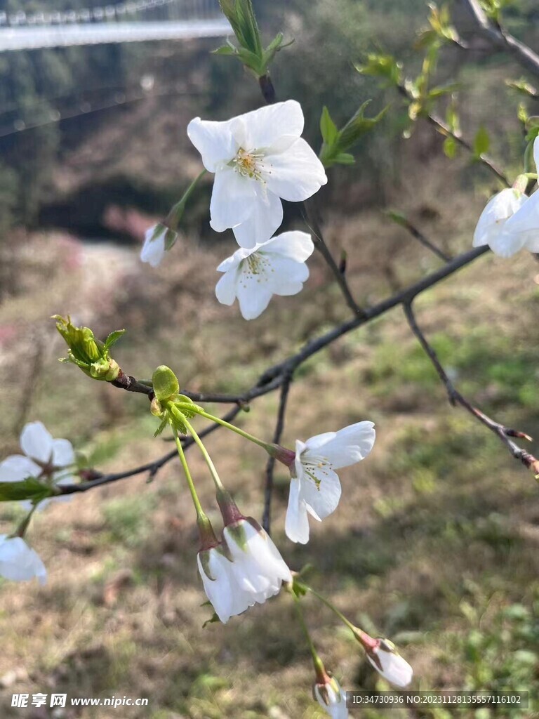 梨花