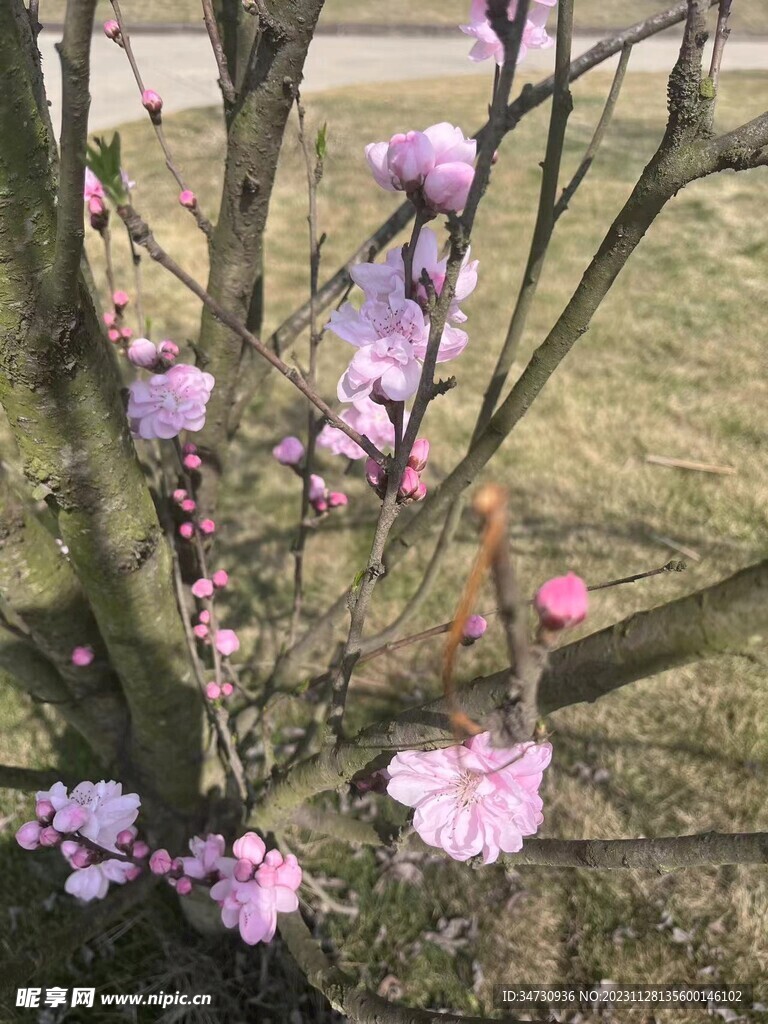 桃花