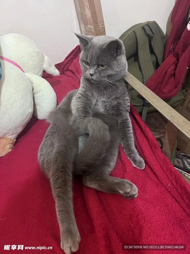 蓝猫
