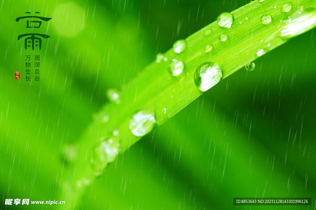 谷雨