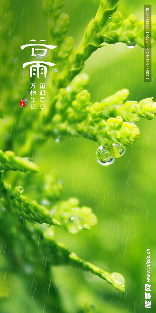谷雨