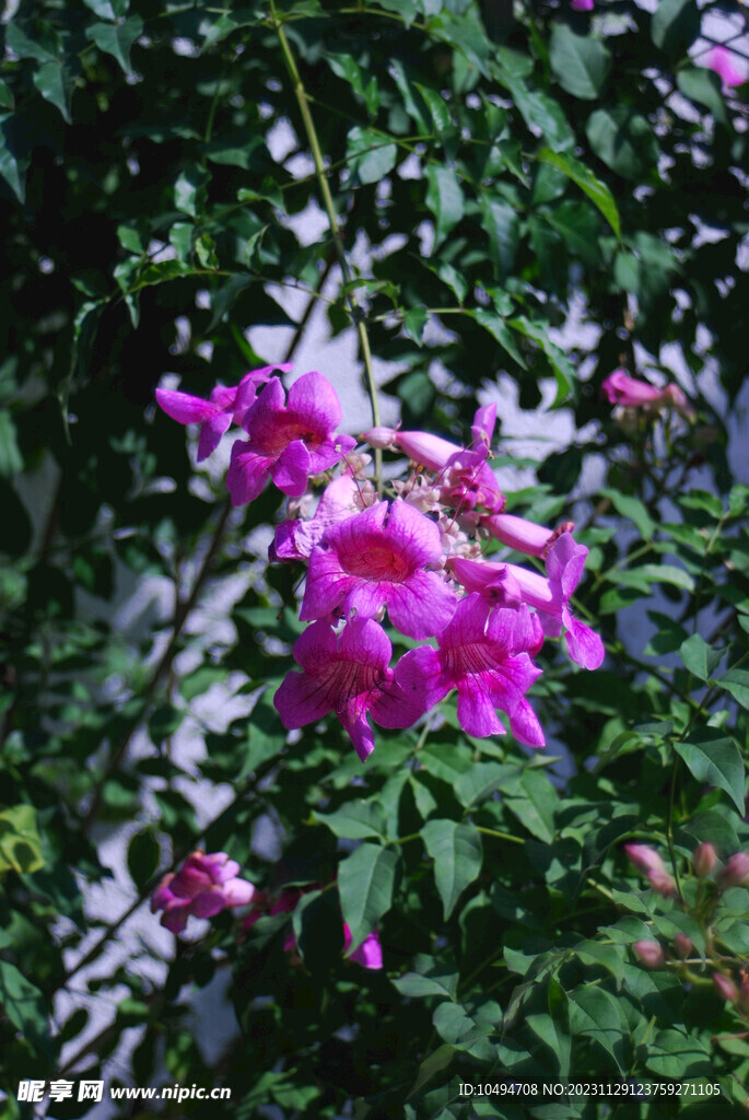 胶片风花卉