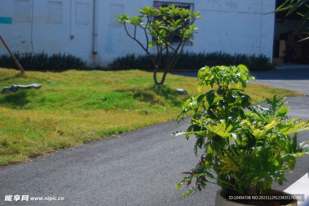 庭院草地