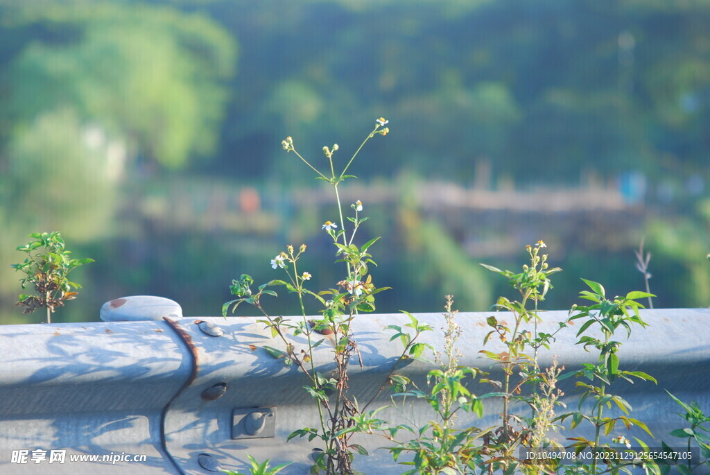 鬼针草