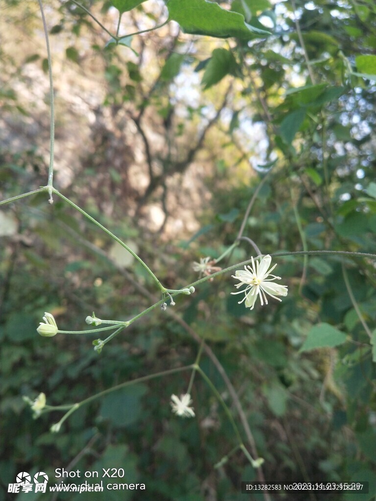 女萎花图