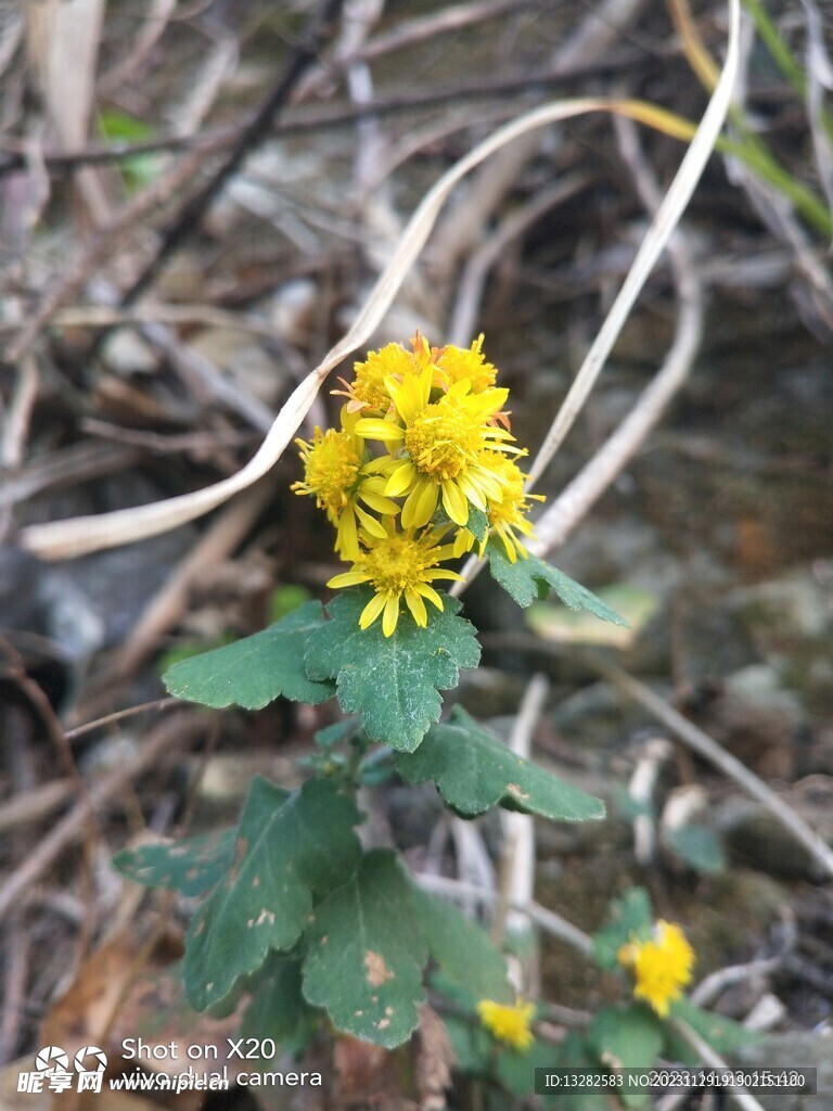 野菊花野外图