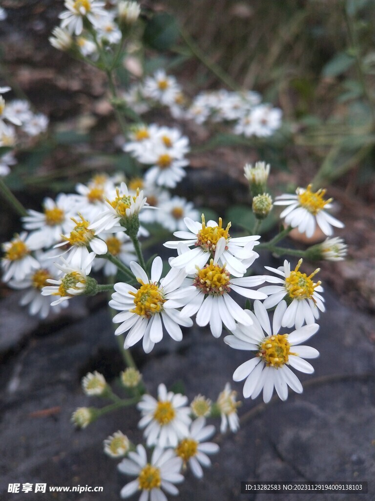 紫菀野外花多图