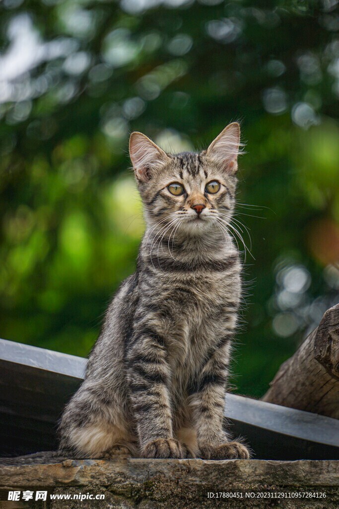 猫