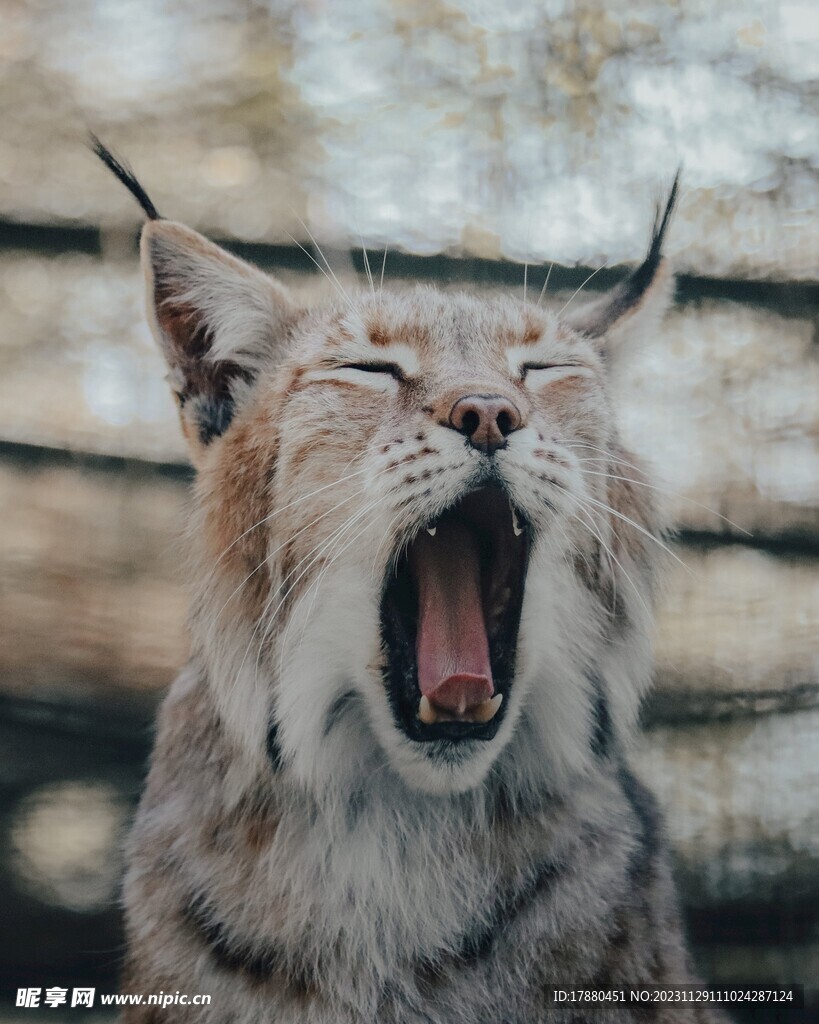 猞猁