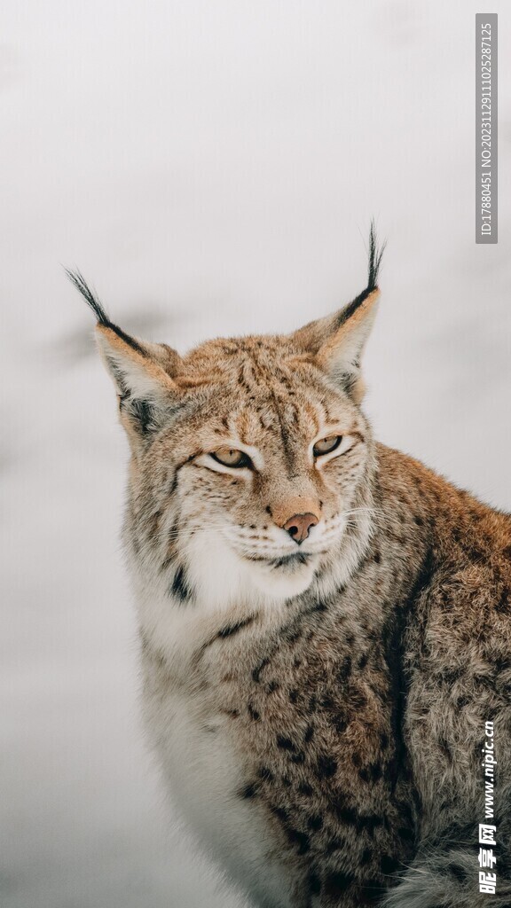 猞猁