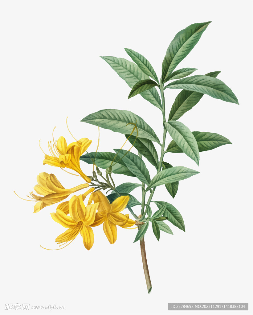 植物花朵矢量