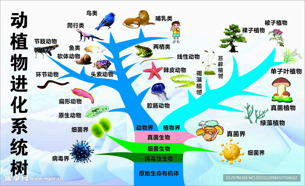 动植物进化