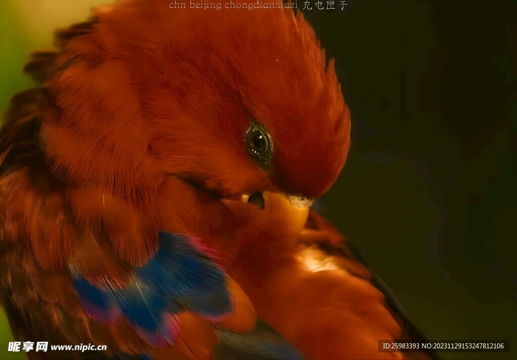 吸蜜鹦鹉