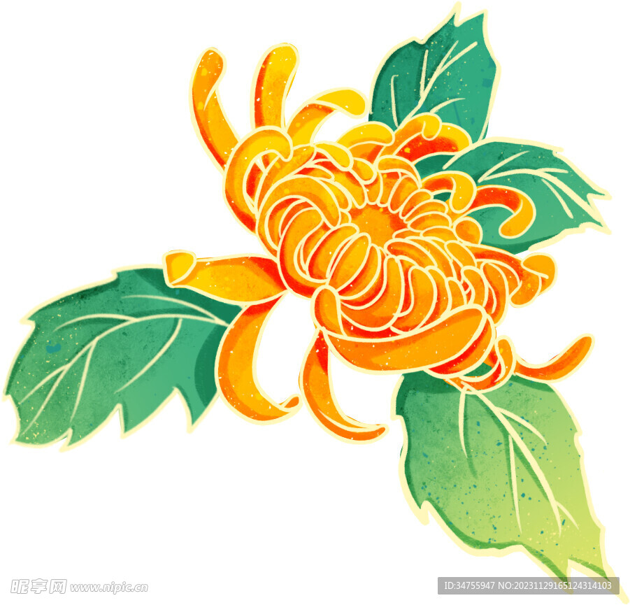 手绘菊花