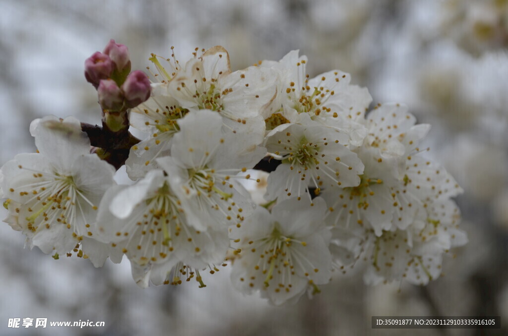 樱桃花