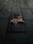 树叶