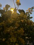 夜晚的黄花