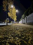银杏树