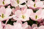 郁金香花
