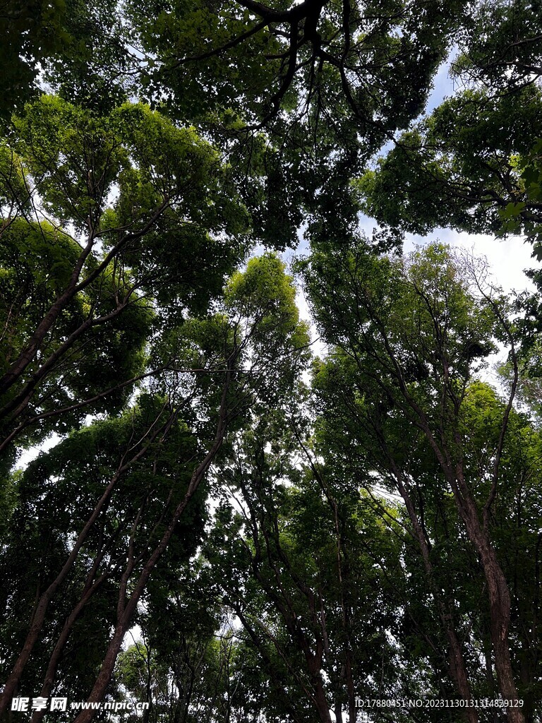 丛林