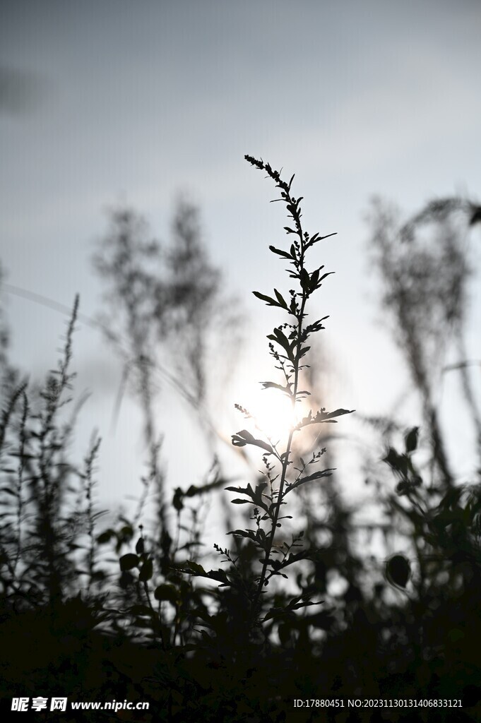 野草