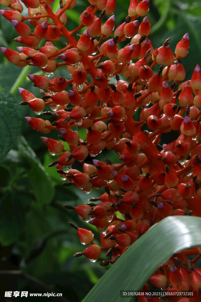 水塔花