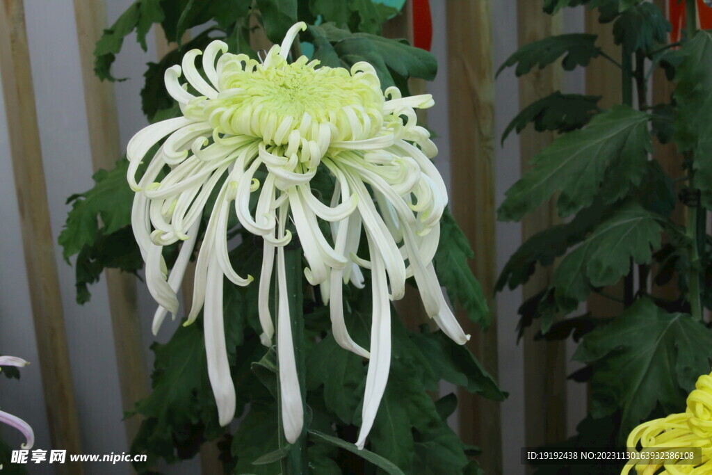 菊花 