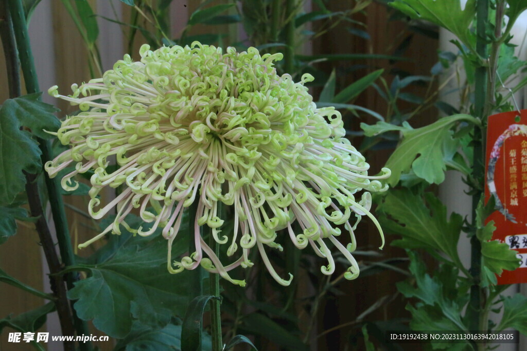 菊花 
