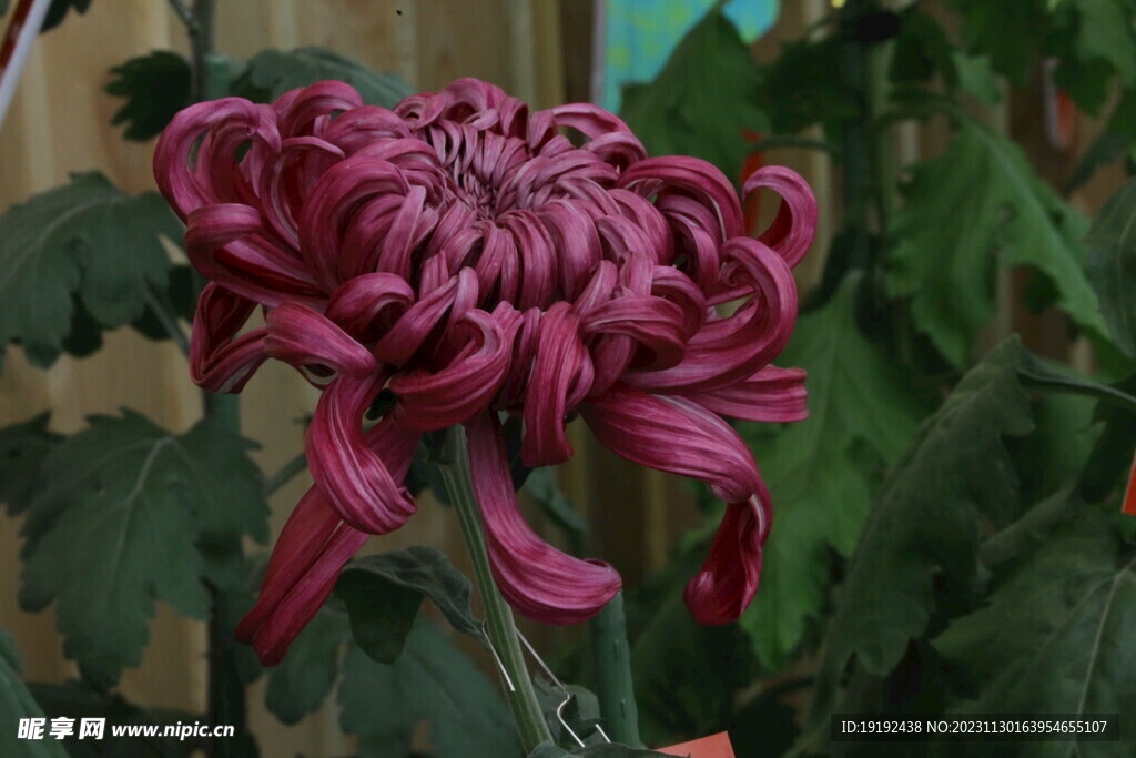 菊花 