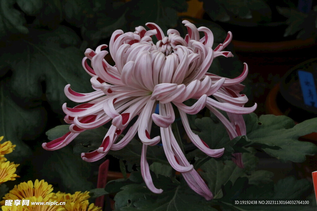 菊花