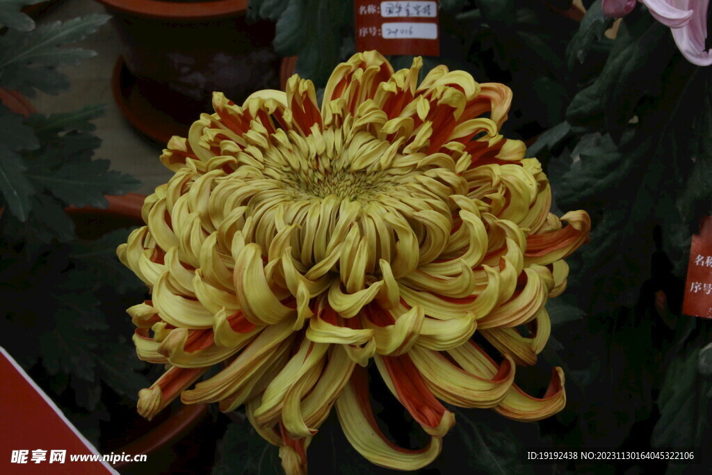 菊花 