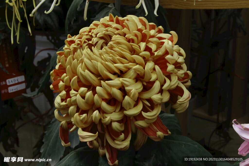 菊花 