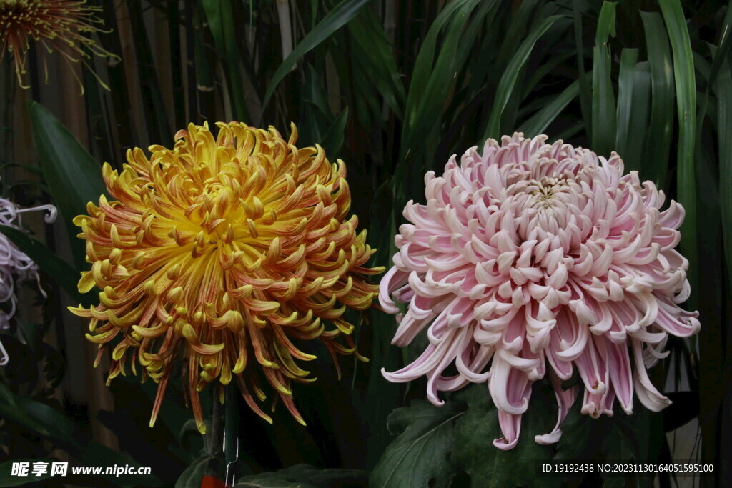 菊花 