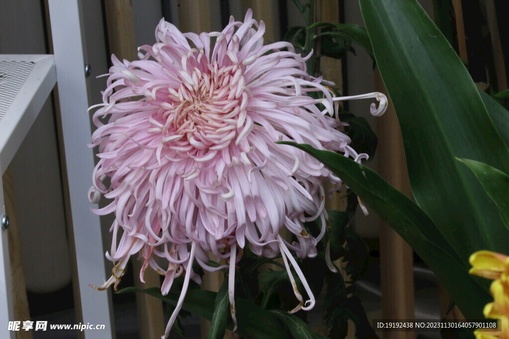 菊花 