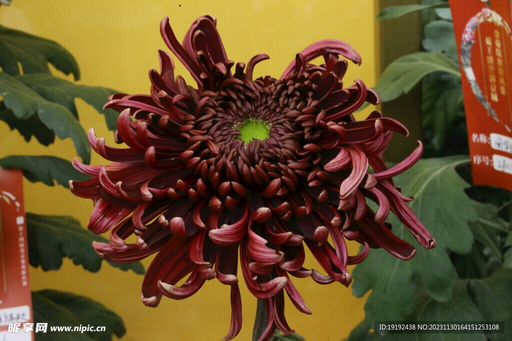 菊花 