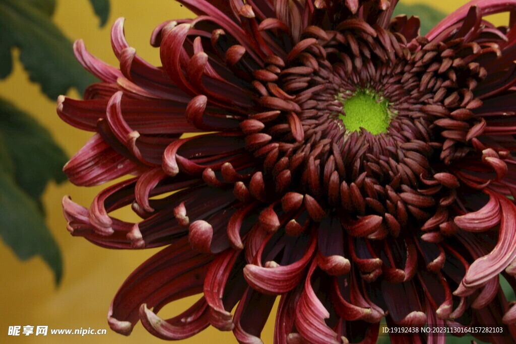 菊花  