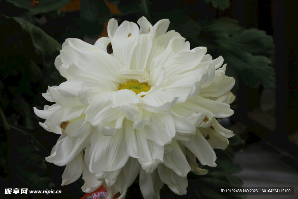 菊花