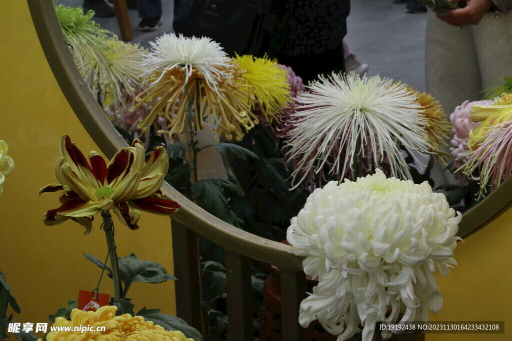 菊花
