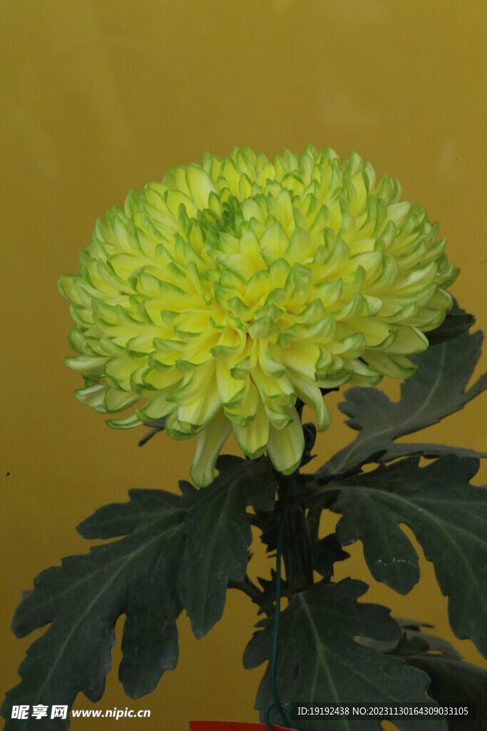 菊花 