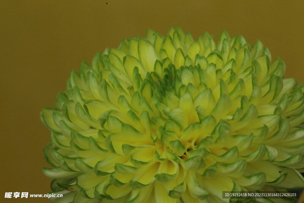 菊花 