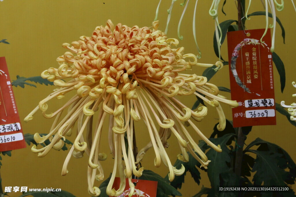 菊花 